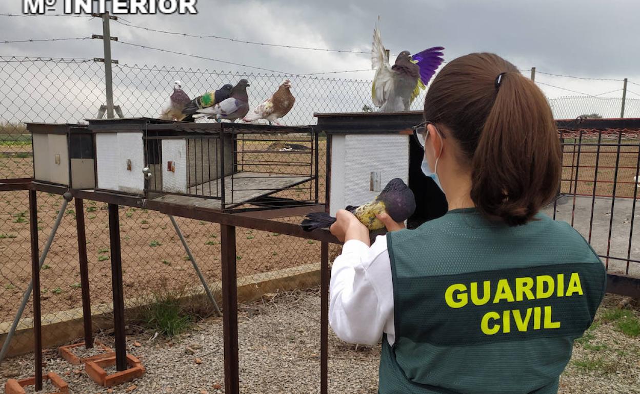 Dos menores detenidos por robar más de cien palomos con un valor de 30.000 euros