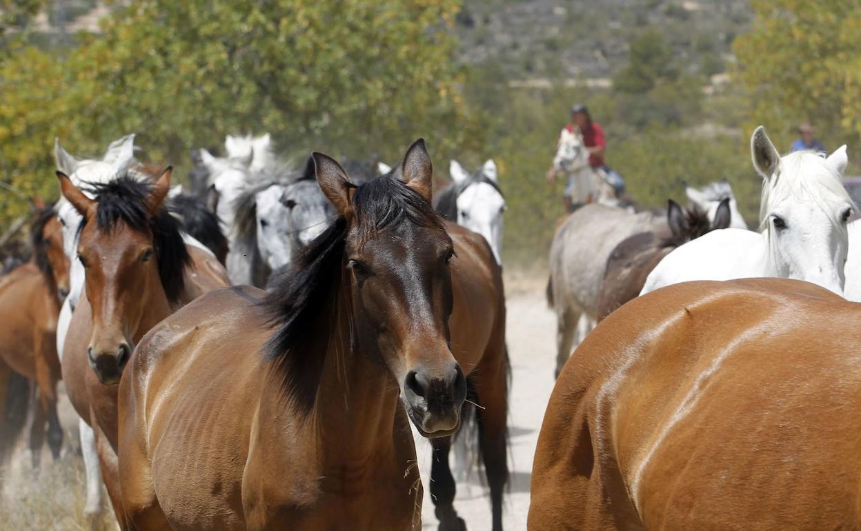 El Gobierno recomienda vacunar a los caballos contra la rinoneumonía equina pero no hay dosis disponibles