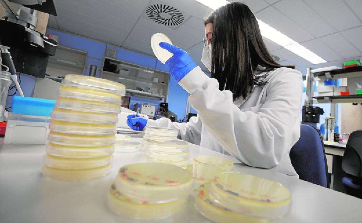 Una investigadora trabaja en el laboratorio de Fisabio. 