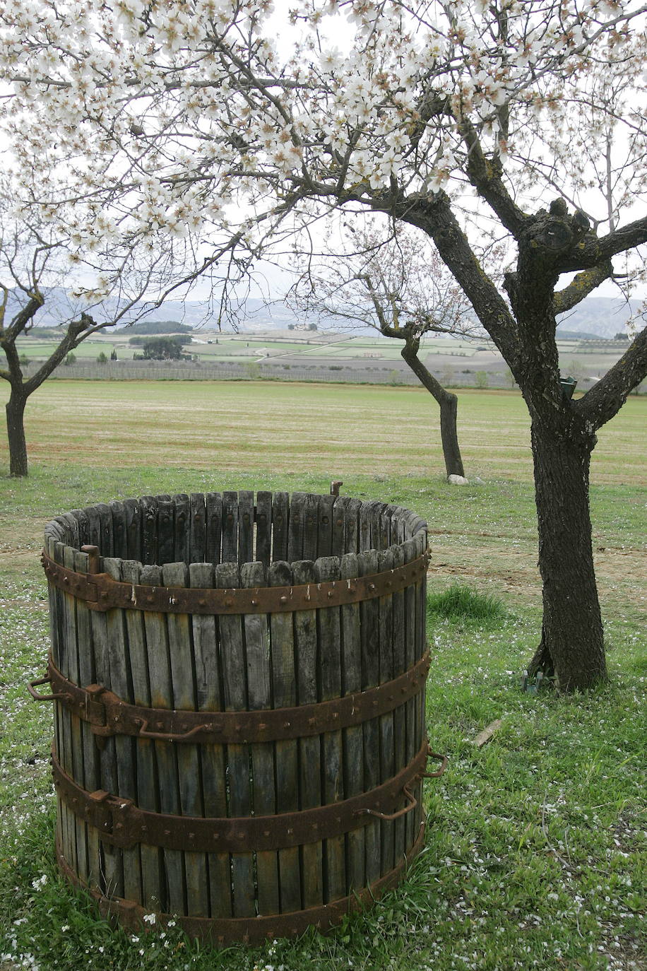 Los términos de Moixent, La Font de la Figuera y Fontanars dels Alforins aglutinan una distinguida concentración de masías históricas y campos de vid, cereal, almendros, olivos y frutales que forman un mosaico sin parangón y se intercalan con núcleos de pinada y serpenteantes caminos que se adentran entre parcelas, ribeteados de cipreses. Este rincón valenciano, conocido como les Terres dels Aforins y que guarda en su centro el valle de Les Alcusses, está repleto de belleza y encantos, que le hicieron merecer hace tiempo el sobrenombre de la 'Toscana valenciana'.