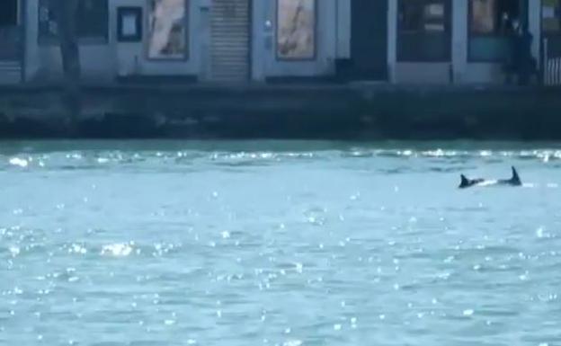 Dos delfines nadan tranquilamente por los canales de Venecia