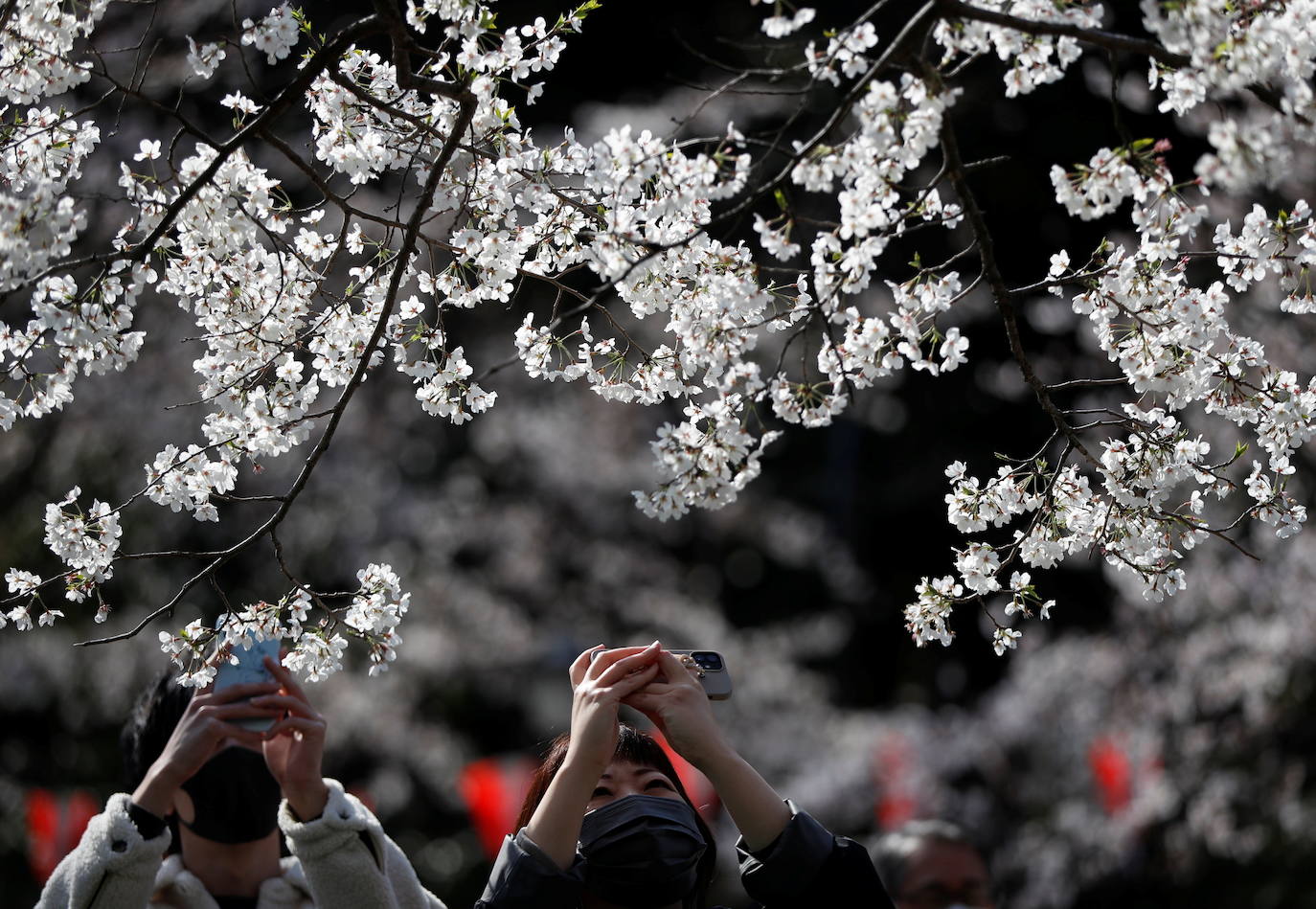 Con la primavera llega el 'Sakura' a Tokio, y a otros lugares del mundo. O lo que es lo mismo: la floración de los cerezos. Los colores que regalan hacen de Japón uno de los destinos turísticos preferidos por los viajeros