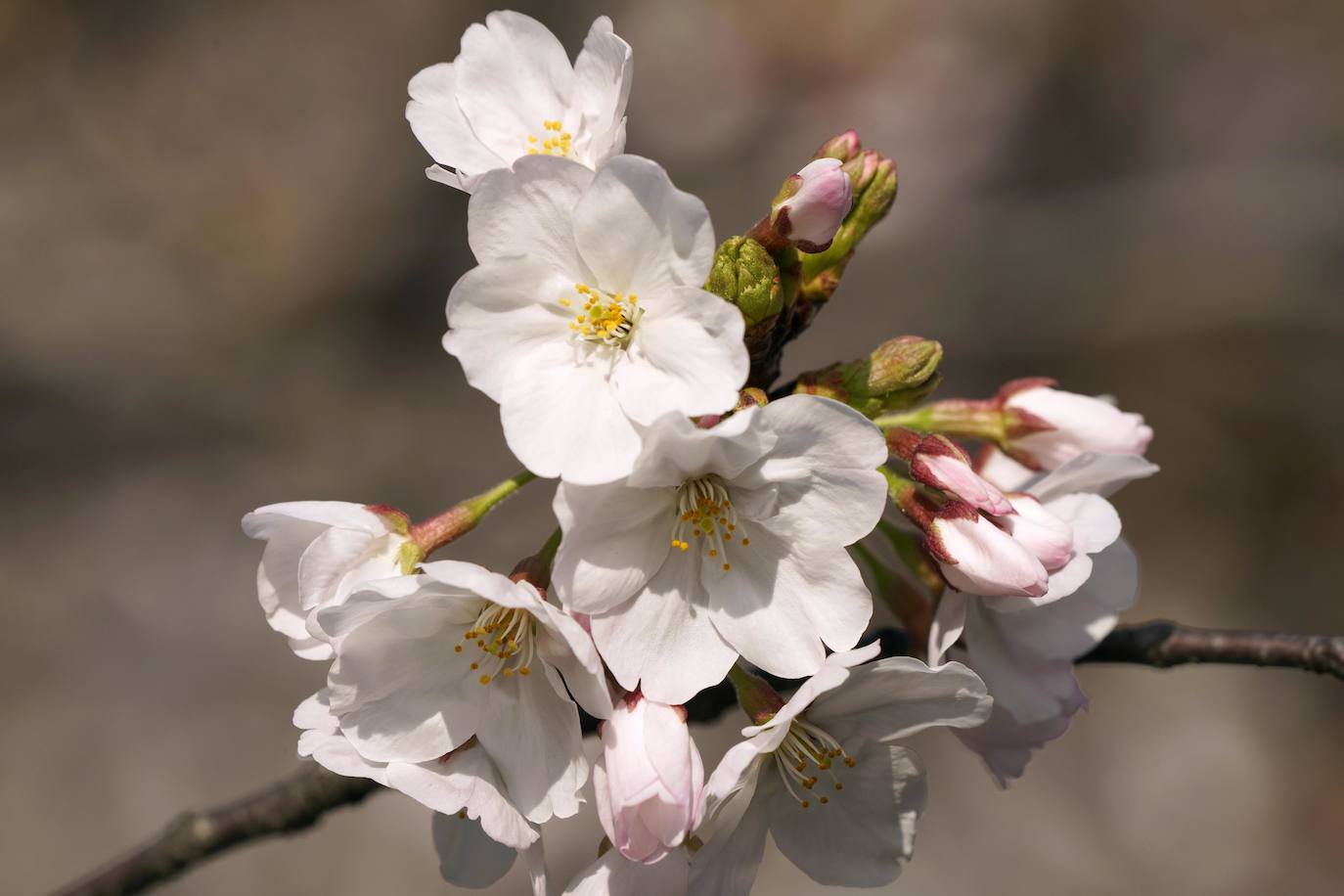 Con la primavera llega el 'Sakura' a Tokio, y a otros lugares del mundo. O lo que es lo mismo: la floración de los cerezos. Los colores que regalan hacen de Japón uno de los destinos turísticos preferidos por los viajeros