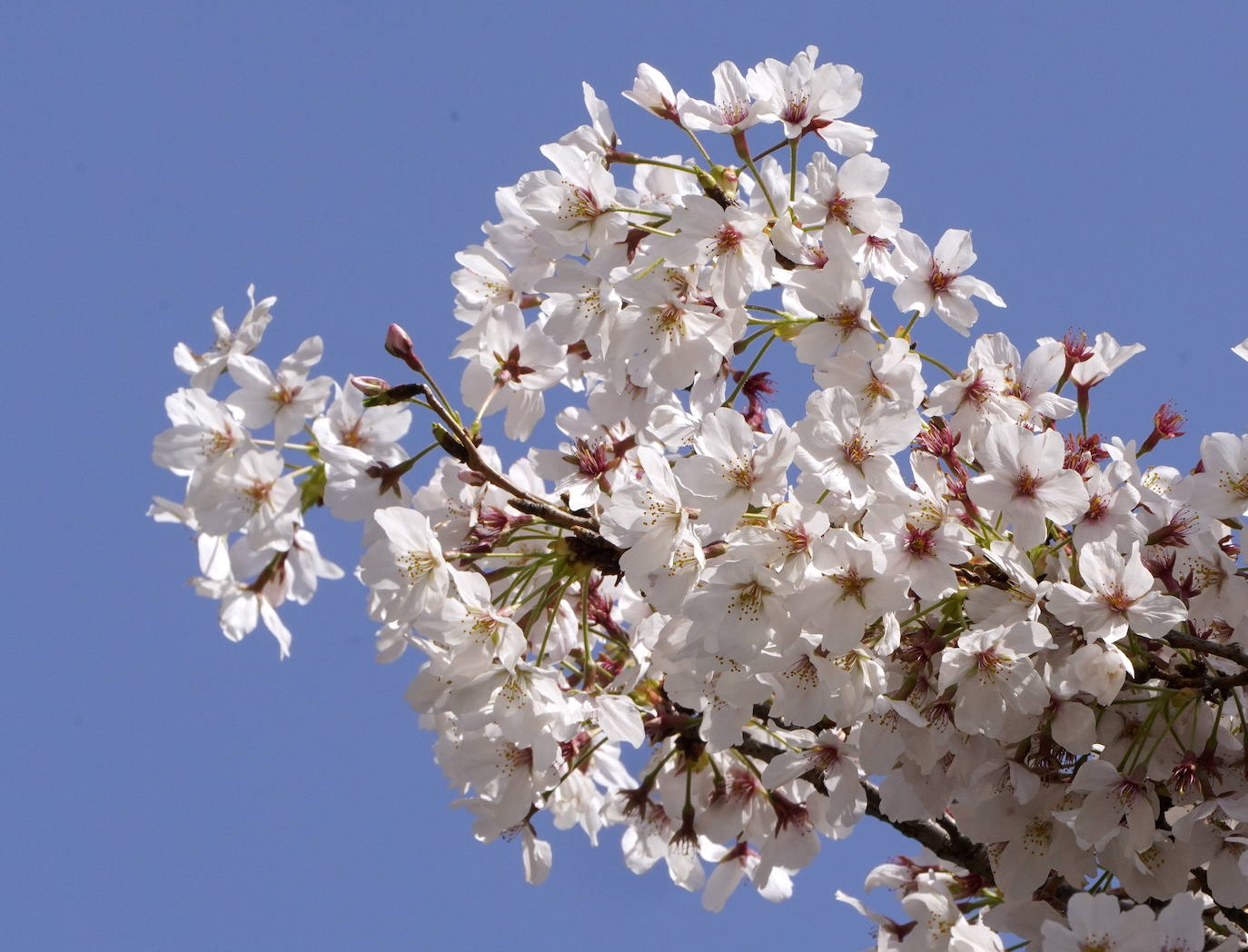 Con la primavera llega el 'Sakura' a Tokio, y a otros lugares del mundo. O lo que es lo mismo: la floración de los cerezos. Los colores que regalan hacen de Japón uno de los destinos turísticos preferidos por los viajeros