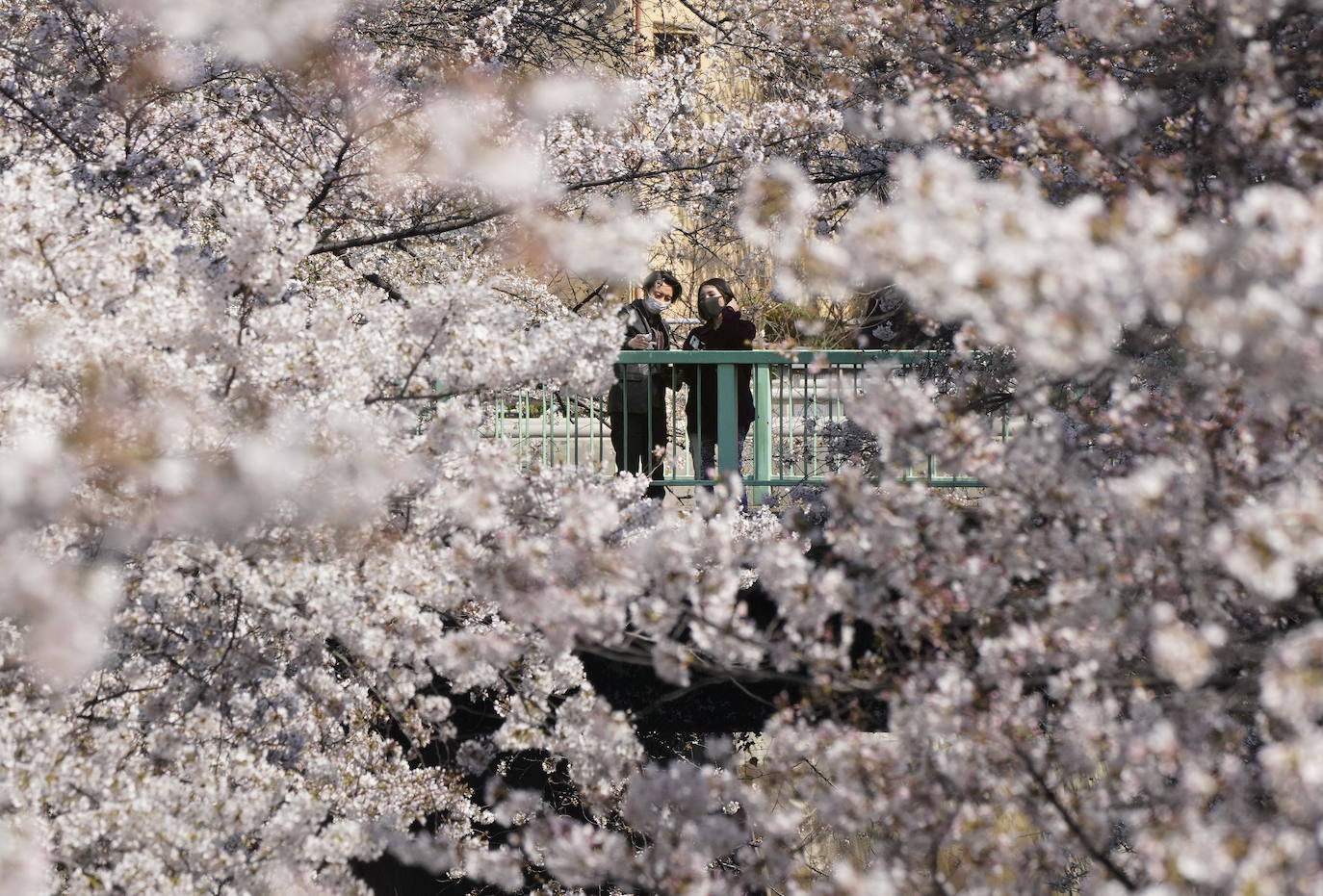 Con la primavera llega el 'Sakura' a Tokio, y a otros lugares del mundo. O lo que es lo mismo: la floración de los cerezos. Los colores que regalan hacen de Japón uno de los destinos turísticos preferidos por los viajeros