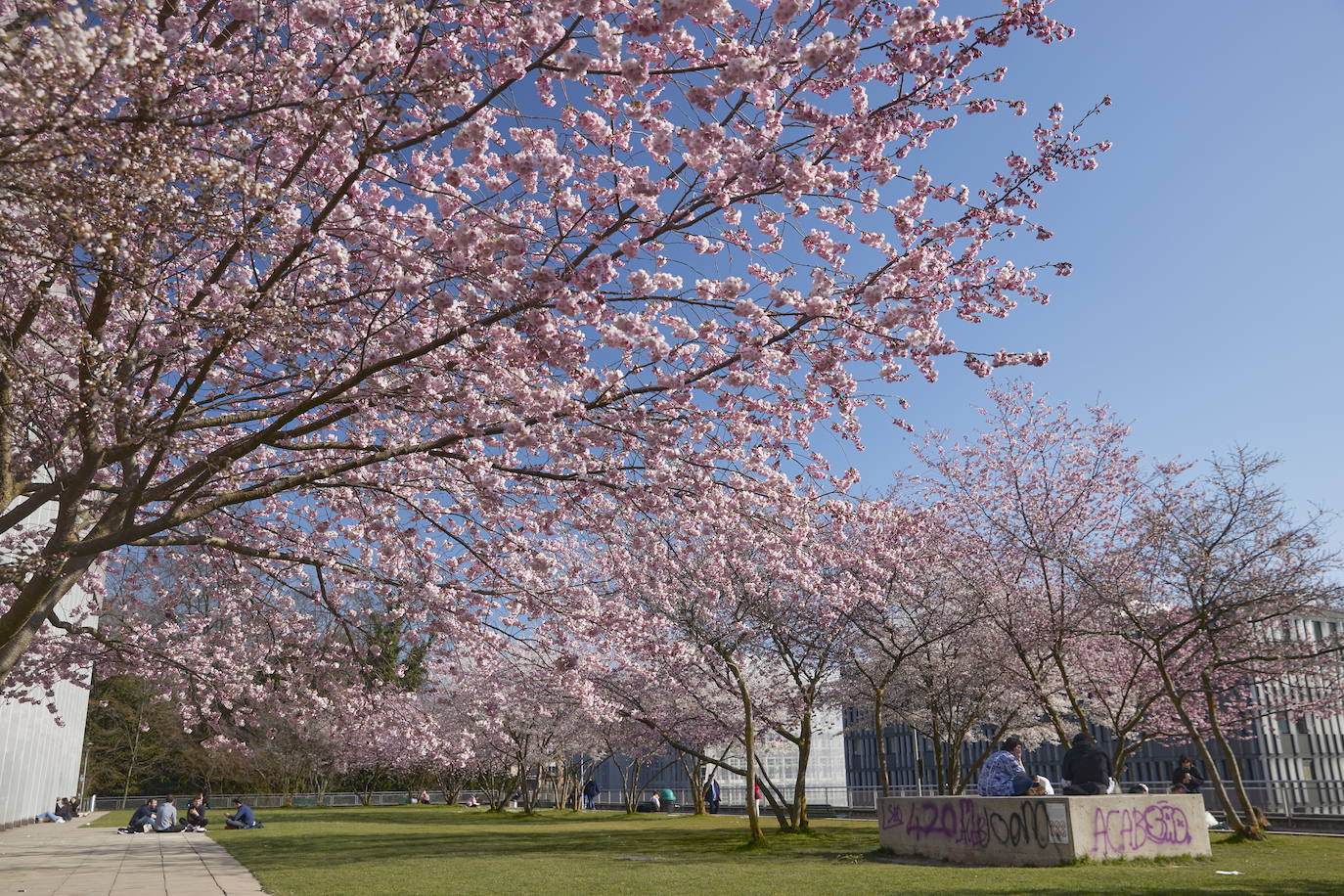 Con la primavera llega el 'Sakura' a Tokio, y a otros lugares del mundo. O lo que es lo mismo: la floración de los cerezos. Los colores que regalan hacen de Japón uno de los destinos turísticos preferidos por los viajeros