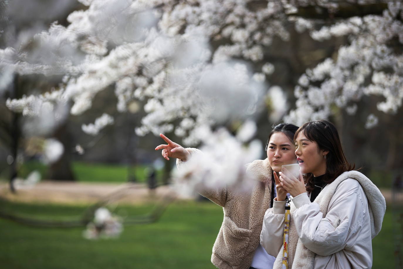 Con la primavera llega el 'Sakura' a Tokio, y a otros lugares del mundo. O lo que es lo mismo: la floración de los cerezos. Los colores que regalan hacen de Japón uno de los destinos turísticos preferidos por los viajeros