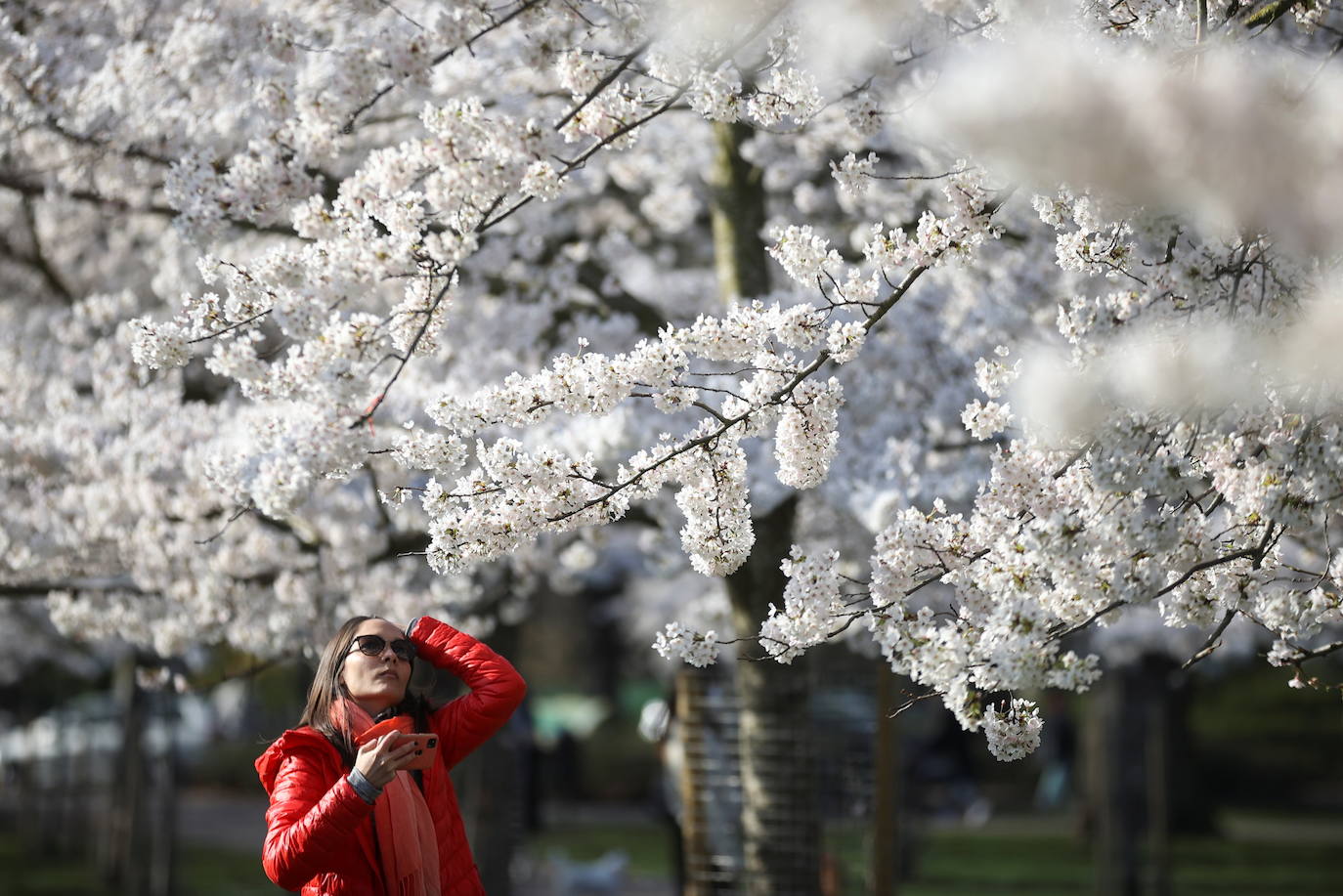 Con la primavera llega el 'Sakura' a Tokio, y a otros lugares del mundo. O lo que es lo mismo: la floración de los cerezos. Los colores que regalan hacen de Japón uno de los destinos turísticos preferidos por los viajeros