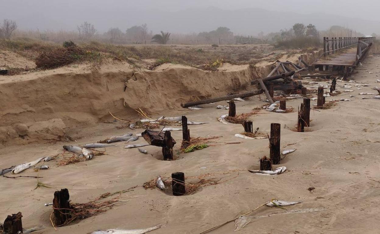 Pasarelas de madera rotas y peces muertos en la playa de Xeraco tras el temporal Gloria. 