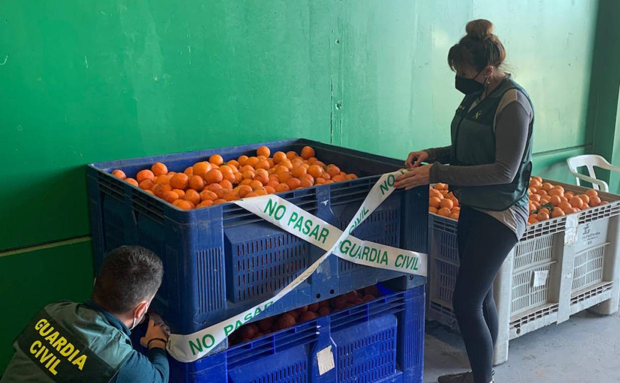 Roban cien toneladas de naranjas en las localidades de Picassent y Alginet