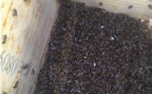 Envenenan las abejas de un colmenar de Turís