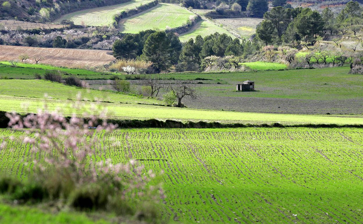 Las tierras dels Alforins. 