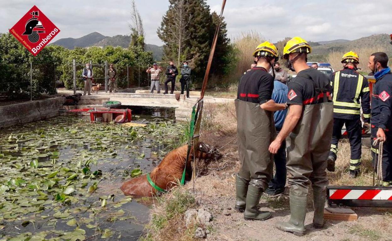 Los bomberos sacan al caballo del río en la Marjal de Pego.