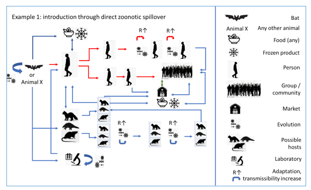 Esquema realizado por la OMS de la hipótesis el contagio directo de animales a humanos.