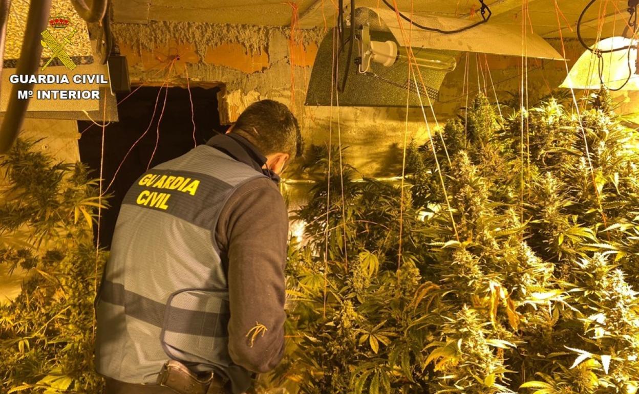 Un agente comprueba la plantación de marihuana en esta vivienda de Rojales. 