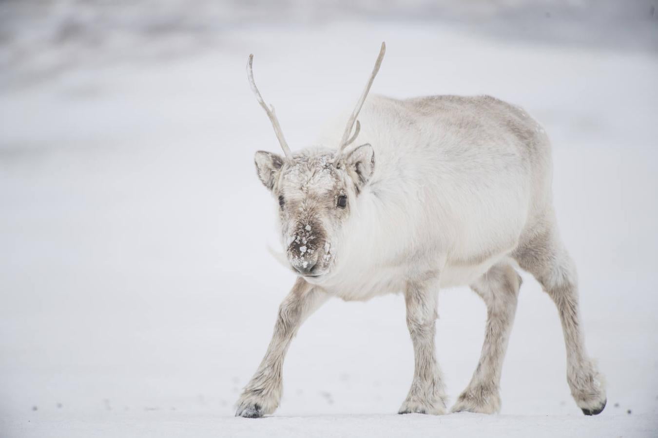 Fotos: Las impresionantes imágenes de naturaleza extrema en la isla de Svalbard