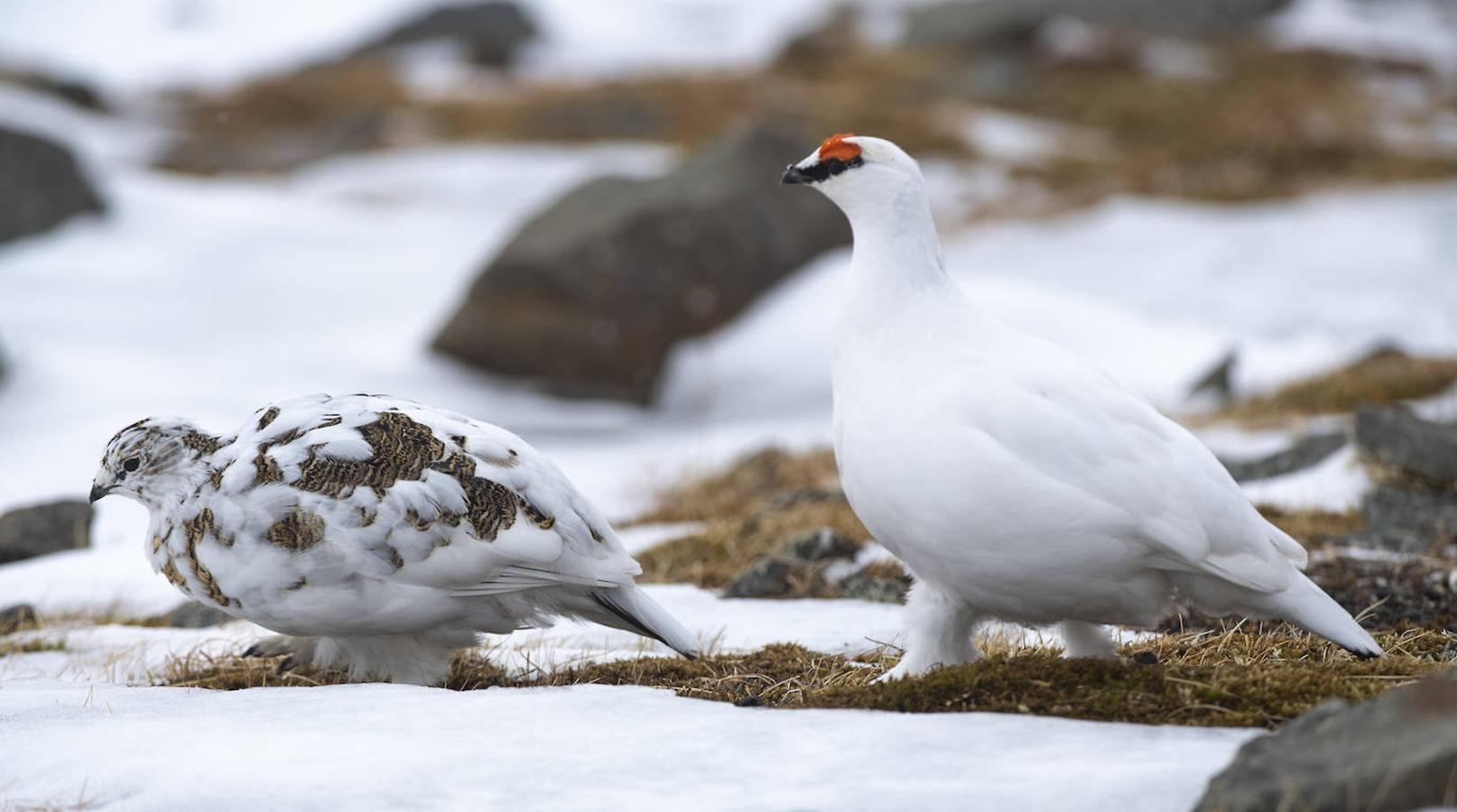 Fotos: Las impresionantes imágenes de naturaleza extrema en la isla de Svalbard