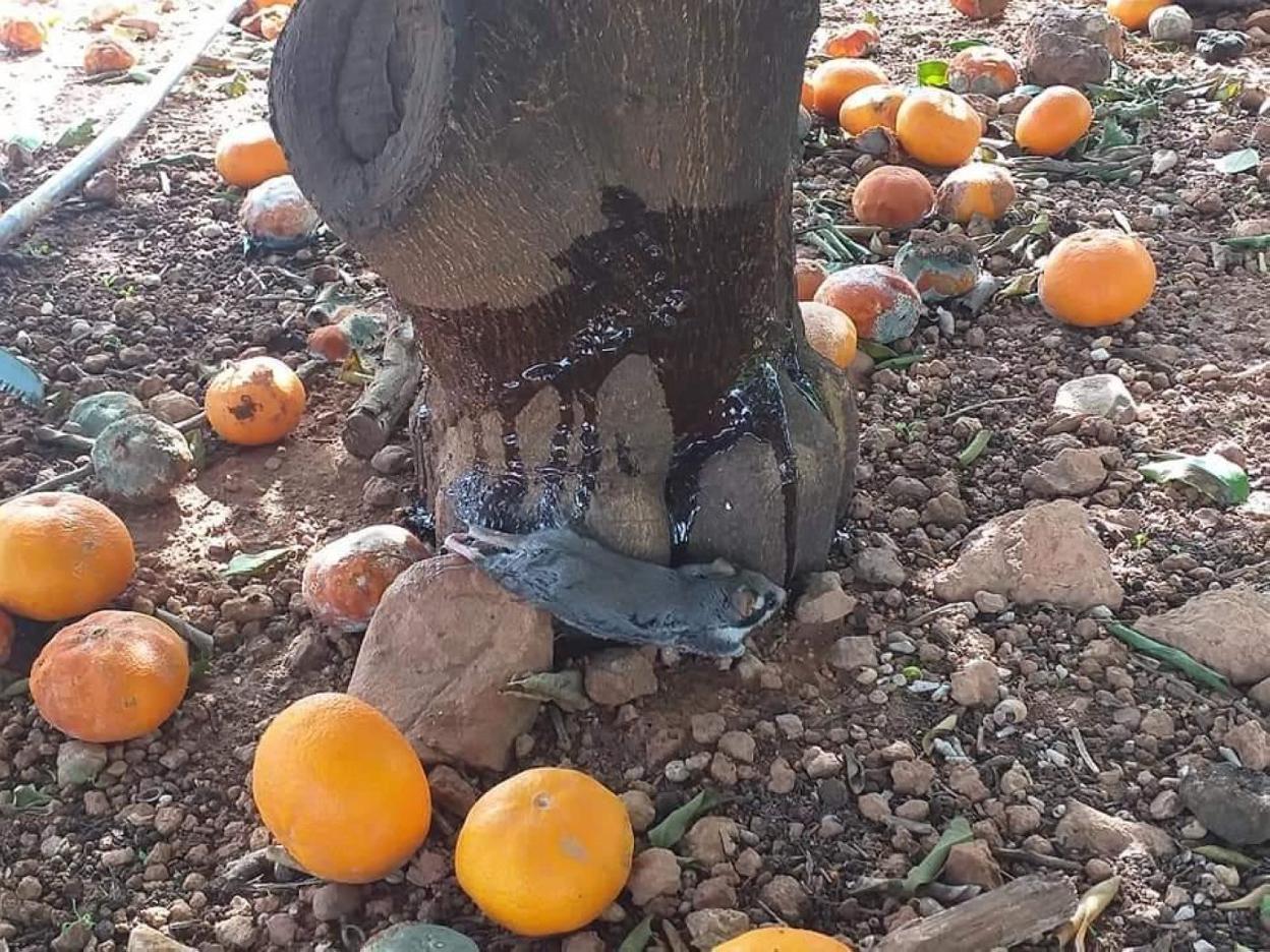 El Consell certificará si un agricultor es o no profesional