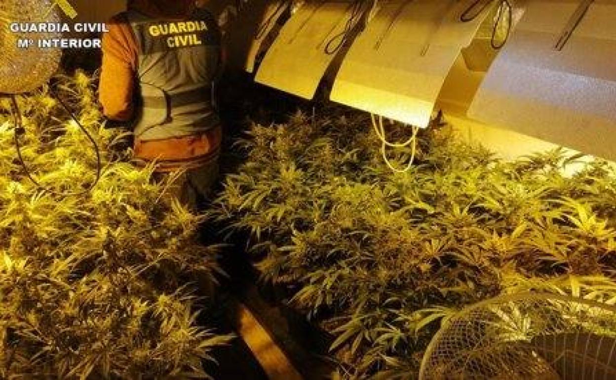 La Guardia Civil encontró en el registro 126 plantas de marihuana. 