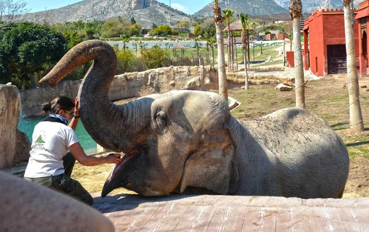 Terra Natura, un parque para tomar contacto con los animales | Las  Provincias