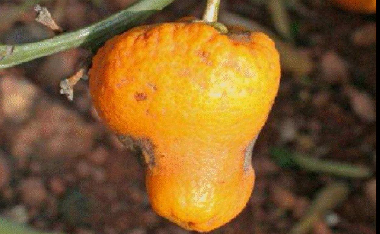 Una naranja deformada por el cotonet