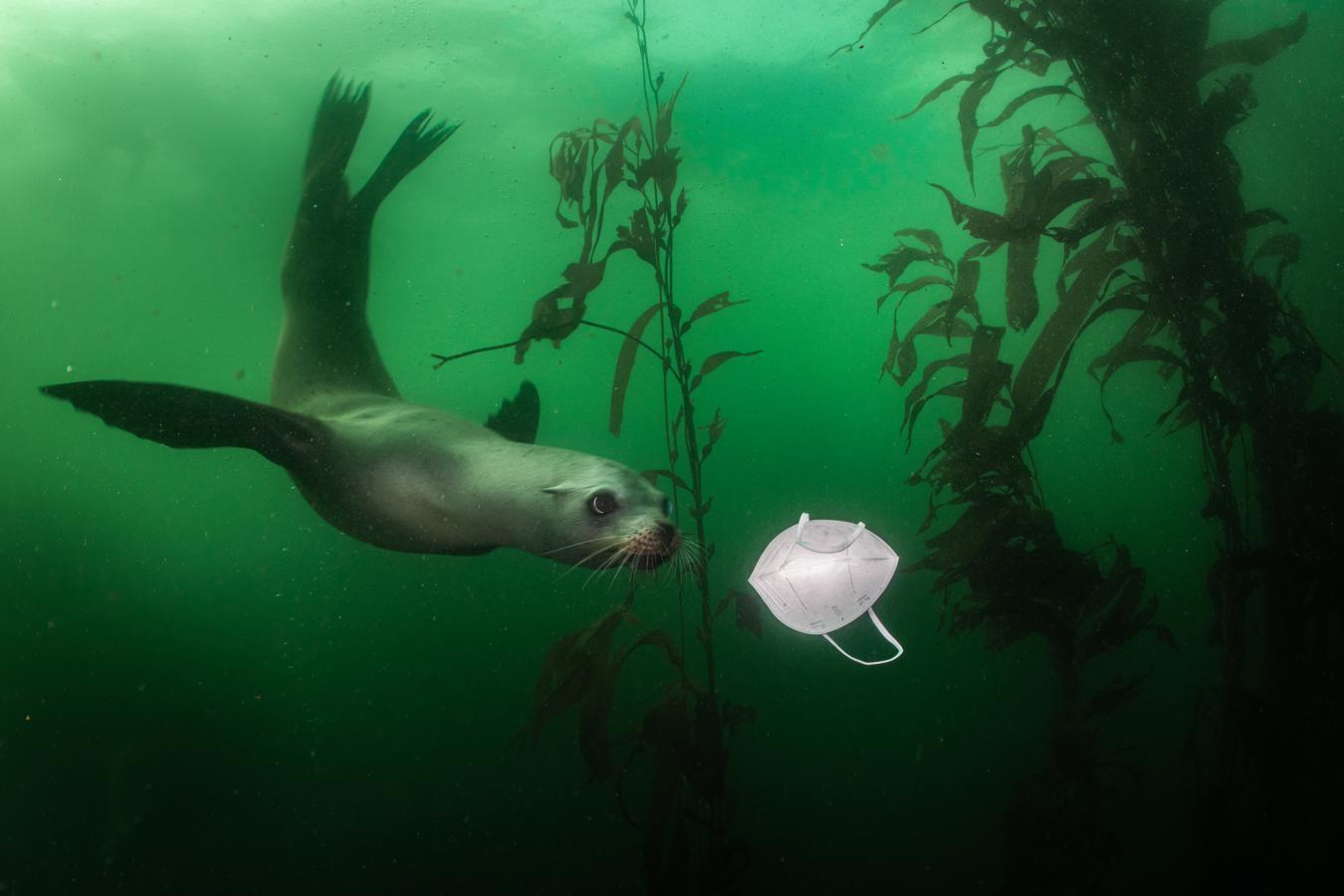 Naturaleza, mejor fotografía individual. Una foca observa con curiosidad una mascarilla en aguas de California. 