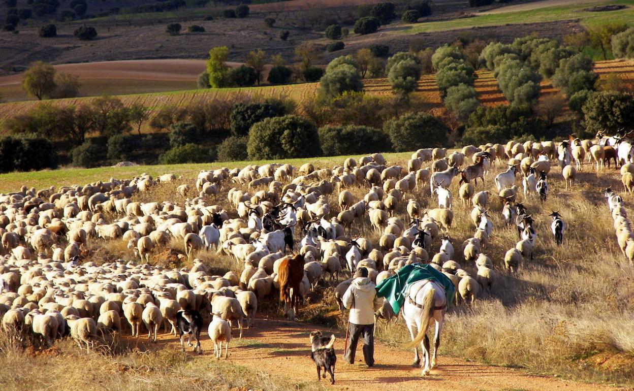 Un pastor trashumante conduce sus ovejas por una cañada. 