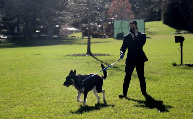 ¿Por qué mi perro come hierba?