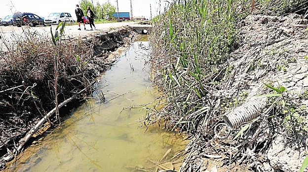 Suciedad y agua estancada, ayer, en una acequia de Catarroja que desagua en la Albufera. jesús signes