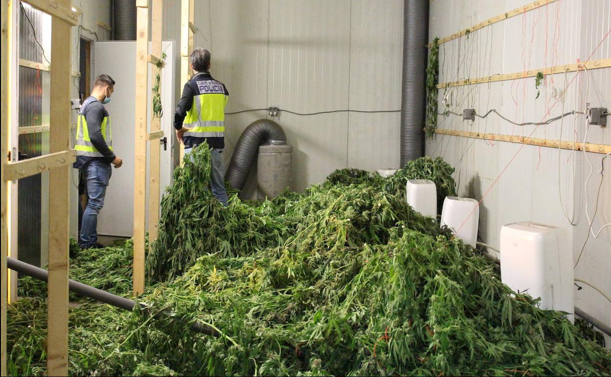 Desmantelan una plantación de marihuana con más de 4.600 plantas en una nave de Alaquàs