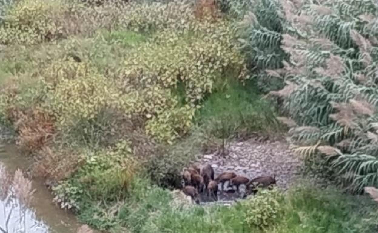 Manadas de jabalíes en el cauce del Serpis de Gandia. 