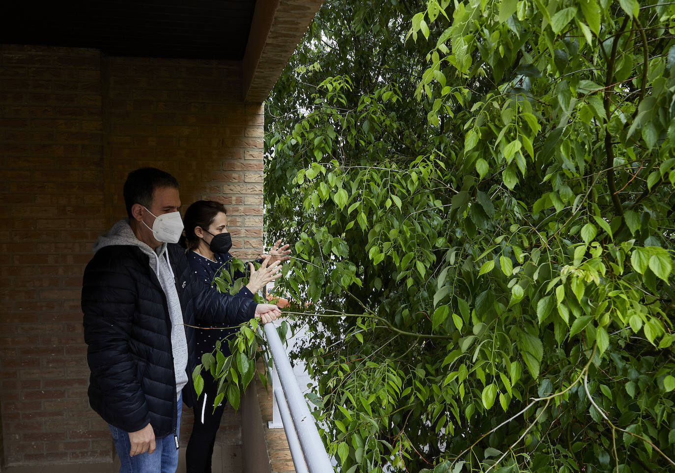 José Ramon y Marta, vecinos de Benimaclet, nos abren su casa para enseñarnos cómo viven con un árbol que prácticamente lo tiene pegado a la ventana. Llevan años intentado que el Ayuntamiento pode el árbol de 15 metros de altura.
