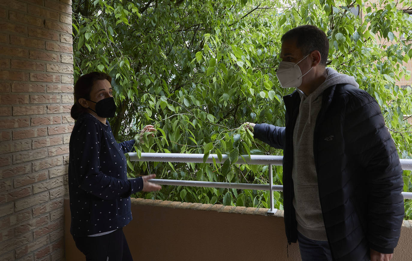José Ramon y Marta, vecinos de Benimaclet, nos abren su casa para enseñarnos cómo viven con un árbol que prácticamente lo tiene pegado a la ventana. Llevan años intentado que el Ayuntamiento pode el árbol de 15 metros de altura.
