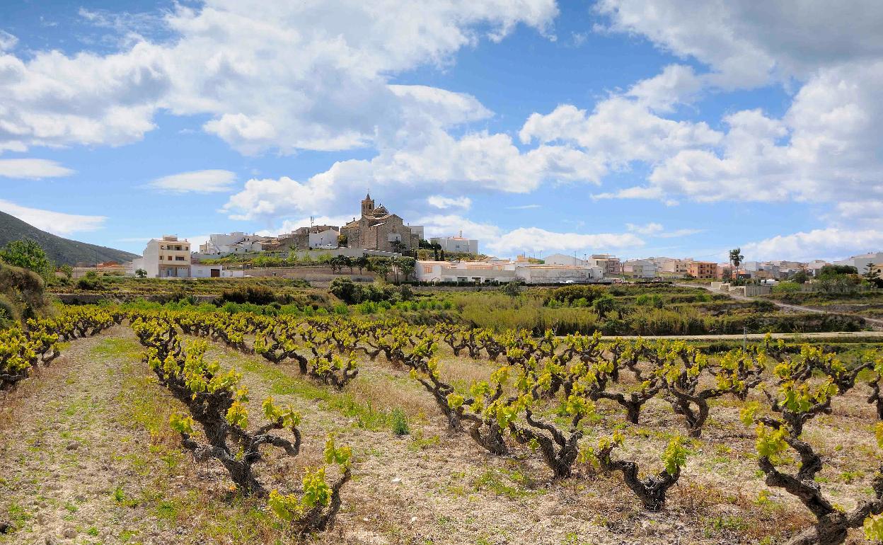 Campo cultivado con viñas en el término municipal de Poble Nou de Benitatxell.