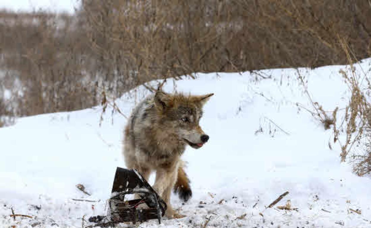 Un lobo en la zona de exclusión de la central de Chernoby