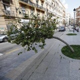 Árbol doblado frente al edificio de la Seguridad Social. 