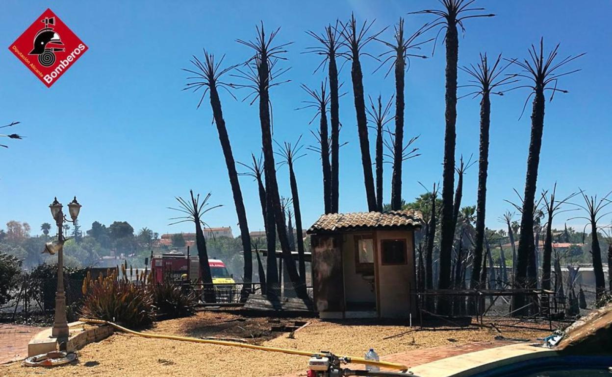 Zona de palmeras arrasada por las llamas.