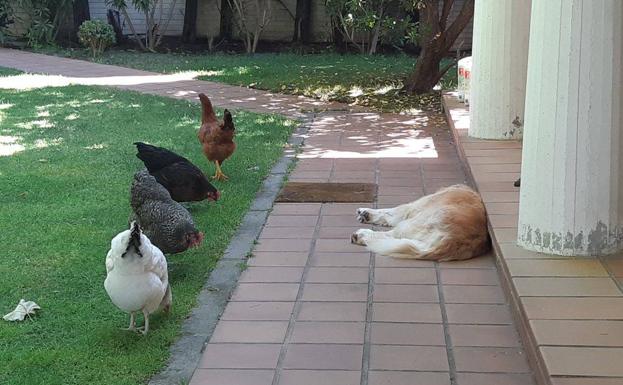 Imagen principal - Arriba: Peli, Katie, Lehendakari y Fernando Simón, las gallinas de Andrés Prieto, junto a su perra Musa. Abajo-izquierda: La camiseta que se hizo su familia en la cuarentena en la que aparecen dibujos que simbolizan a sus 4 gallinas y pone 'Equipo cuarentena Covid-19'. Abajo-izquierda: Las cuatro gallinas durante la borrasca Filomena en Madrid.