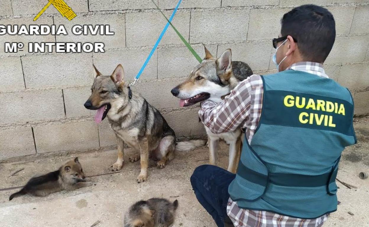 Un agente de la Guardia Civil con los perros lobo. 