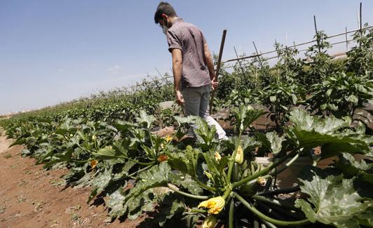 Joan, agricultor valenciano, trabajando en el campo. 