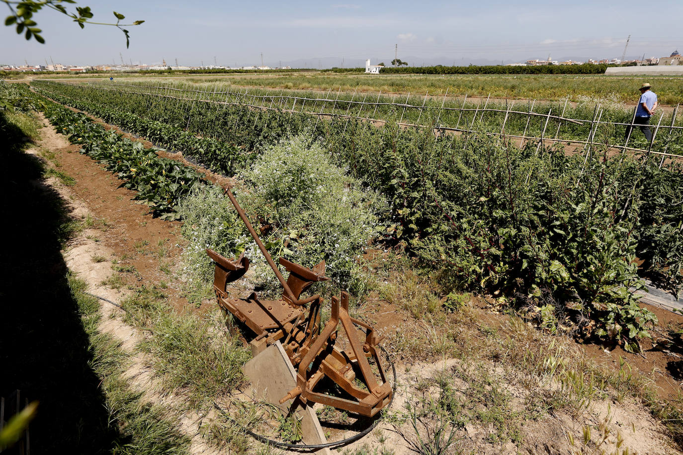 Joan, agricultor de l'Horta Nord explota, comercialmente, con métodos ecológicos y biológicos sus campos repartidos por los municipios de Foios y Barri Roca.