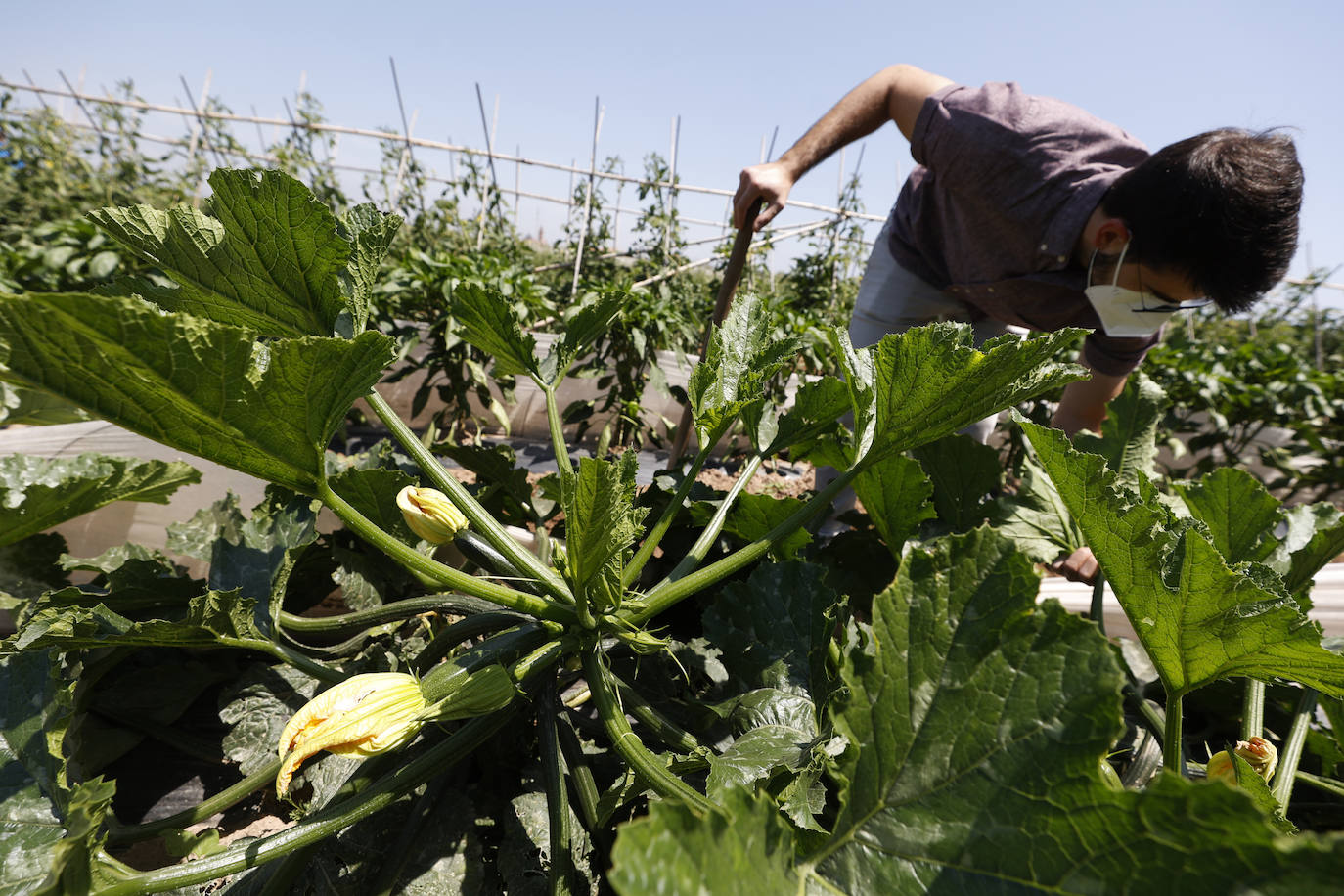 Joan, agricultor de l'Horta Nord explota, comercialmente, con métodos ecológicos y biológicos sus campos repartidos por los municipios de Foios y Barri Roca.