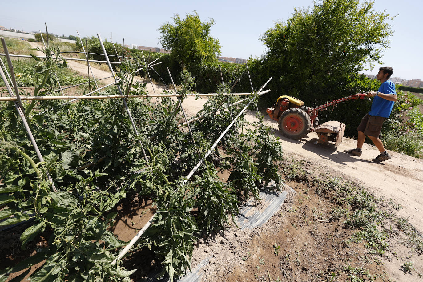 Joan, agricultor de l'Horta Nord explota, comercialmente, con métodos ecológicos y biológicos sus campos repartidos por los municipios de Foios y Barri Roca.