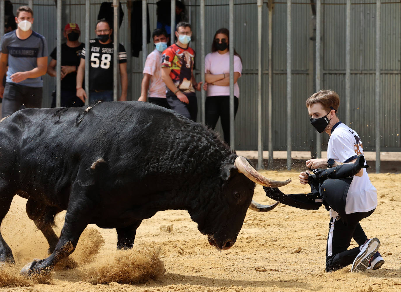 Meliana se ha convertido en el primer municipio valenciano en recuperar los bous al carrer en una primera fase.