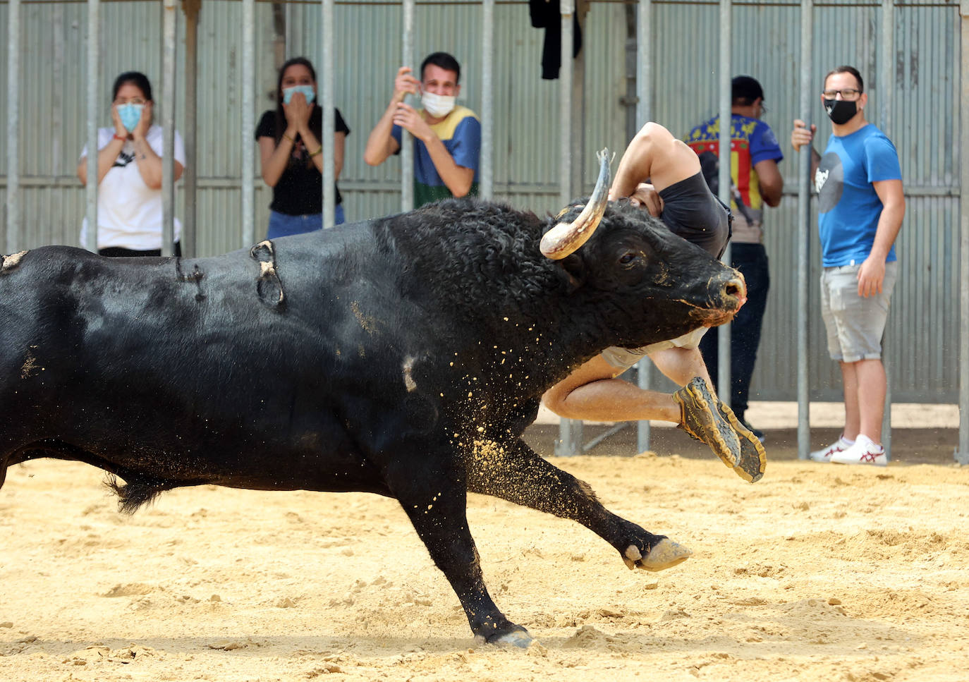 Meliana se ha convertido en el primer municipio valenciano en recuperar los bous al carrer en una primera fase.