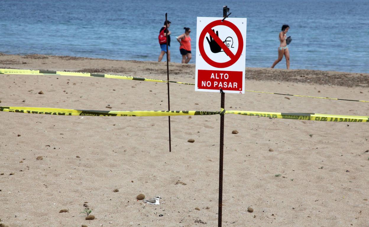 Un chorlitejo en una área acordonada de la zona de Albaranes de la playa de Les Marines. 