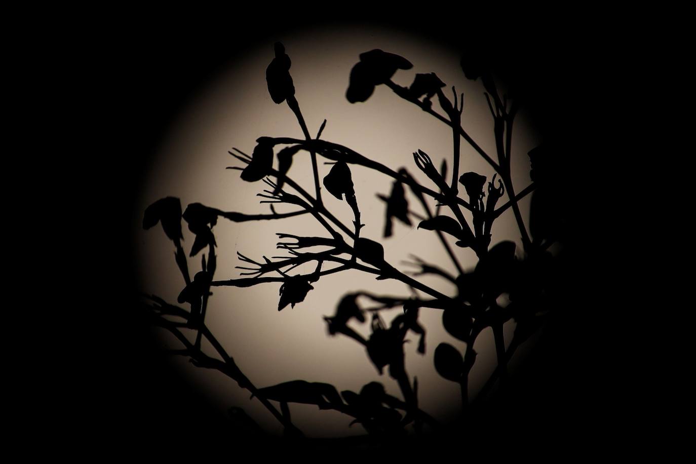 Durante el eclipse, la luna llena ha atravesado la sombra de la Tierra