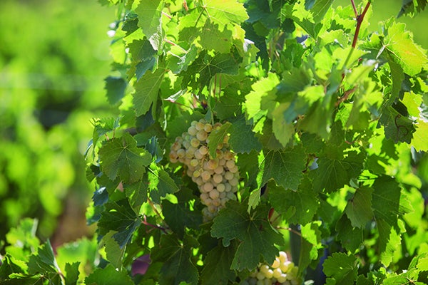 Viñedo de tardana. 