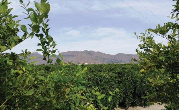 Panorámica de cultivos en Orihuela.