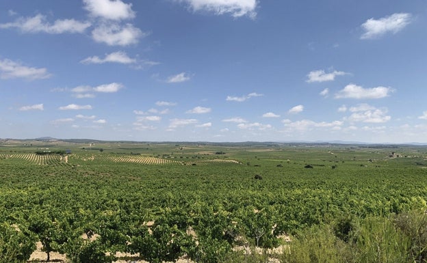 Mar de viñas en Venta del Moro. 